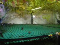 Alevins danios