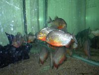 Pirhanas